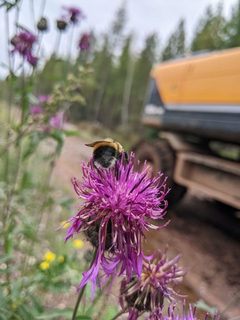 Мифы и факты о пчелах: развенчаем популярные заблуждения