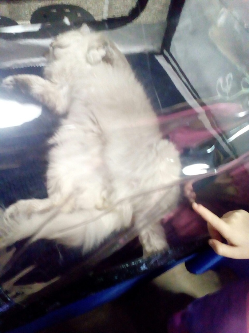 Мое посещение выставки «Кэт-ассорти», основные аспекты и почему я на такое больше не пойду