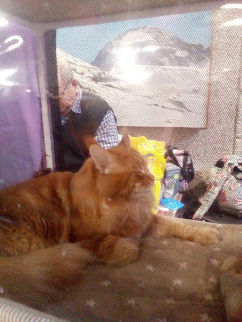 Мое посещение выставки «Кэт-ассорти», основные аспекты и почему я на такое больше не пойду