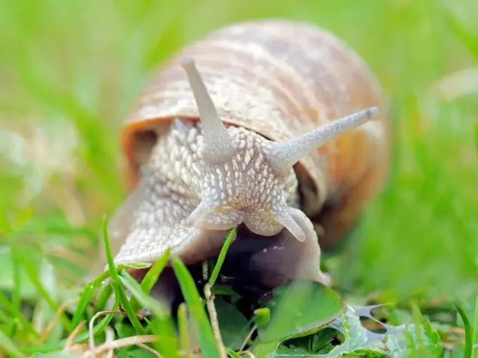 31 необычный факт об улитках