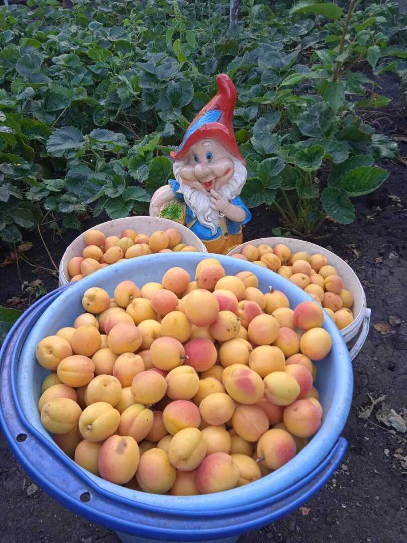 Мой дачный талисман Гном Гномыч и его подружка пчелка Урожайка: как и чем можно украсить свой дачный участок