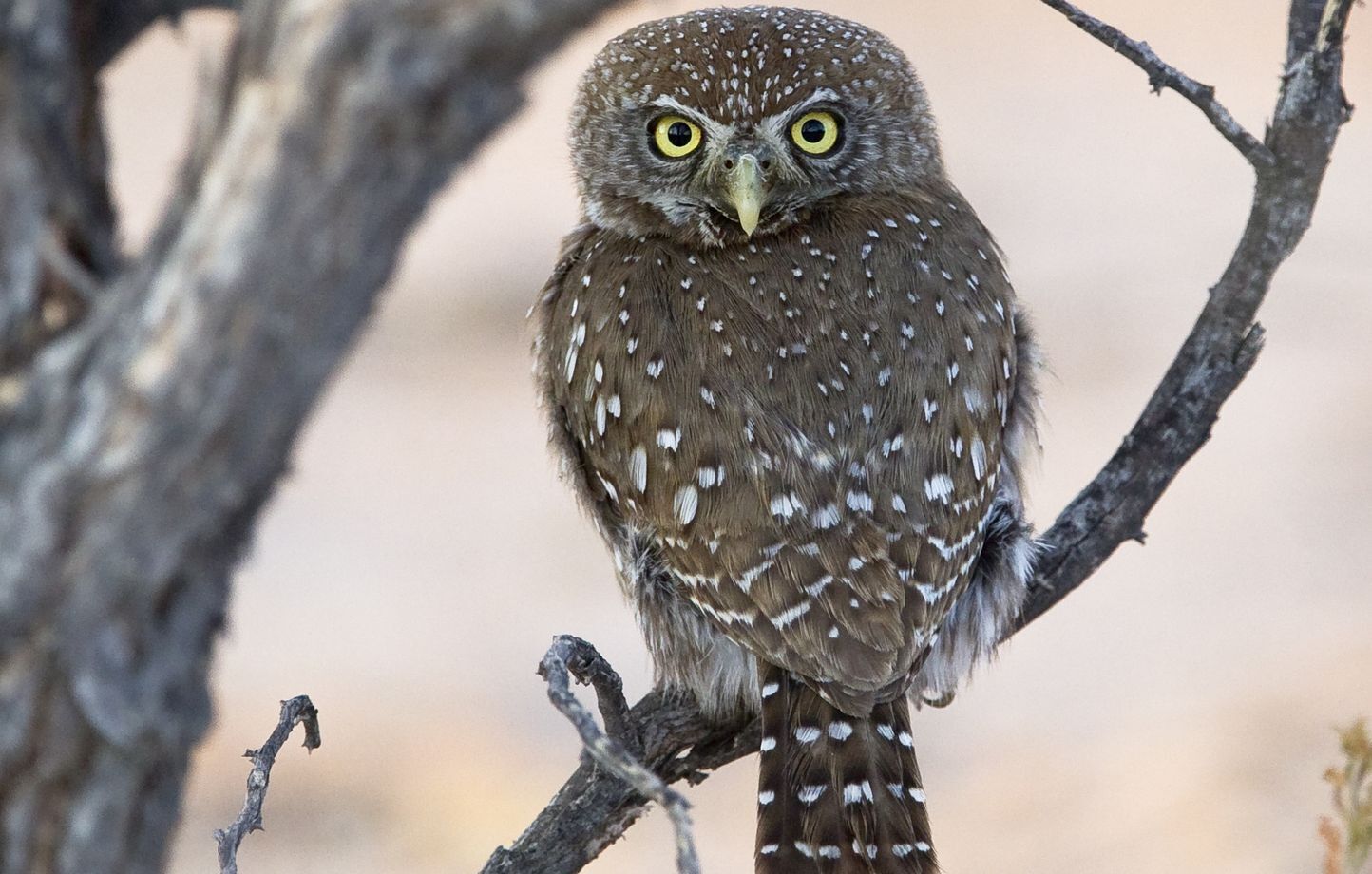 Действительно ли совы могут поворачивать голову на 360 градусов? Ответ в публикации