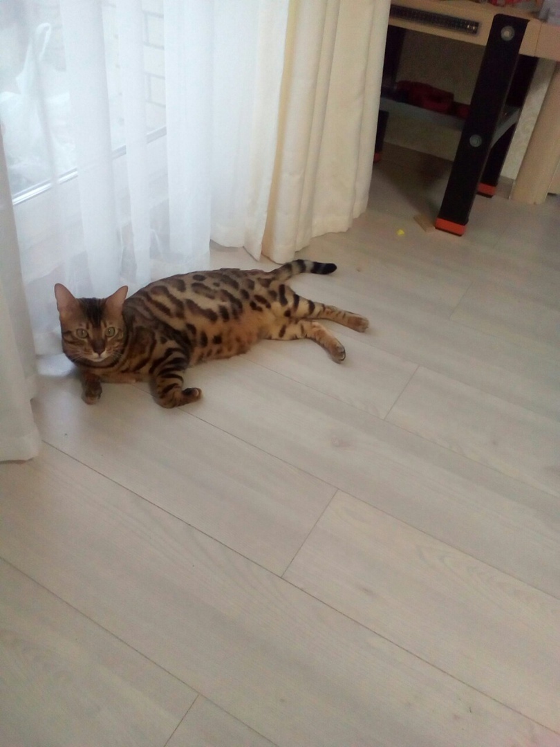 Мое посещение выставки «Кэт-ассорти», основные аспекты и почему я на такое больше не пойду