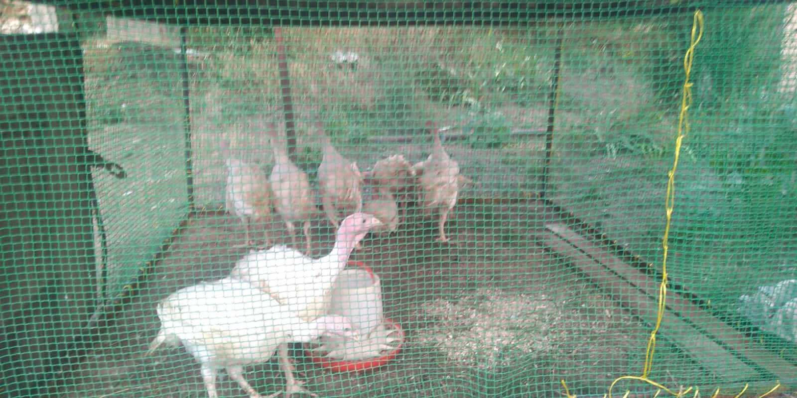 Личное подсобное хозяйство. А есть ли смысл его ведения?