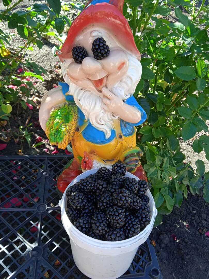 Мой дачный талисман Гном Гномыч и его подружка пчелка Урожайка: как и чем можно украсить свой дачный участок