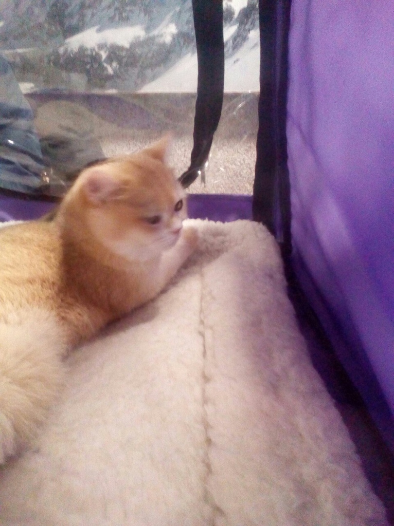 Мое посещение выставки «Кэт-ассорти», основные аспекты и почему я на такое больше не пойду