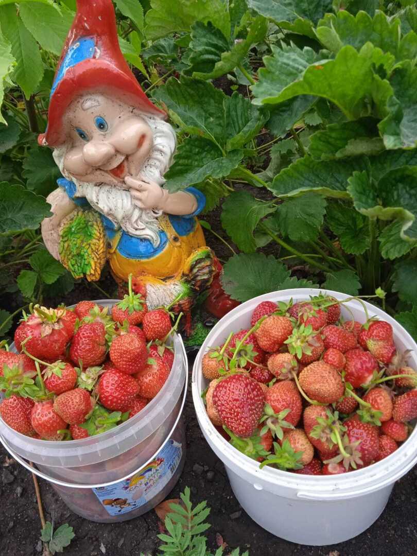 Мой дачный талисман Гном Гномыч и его подружка пчелка Урожайка: как и чем можно украсить свой дачный участок