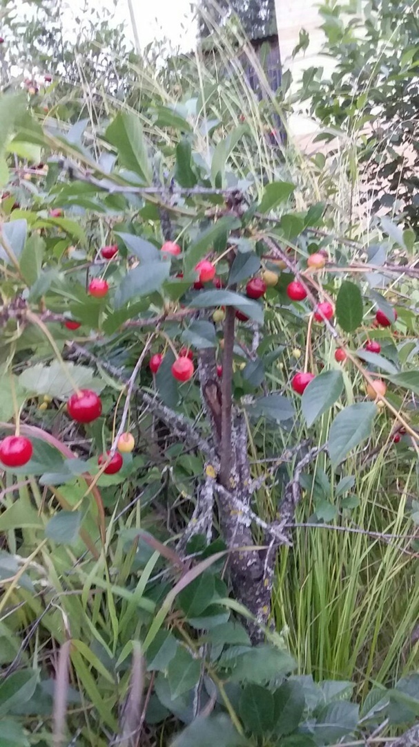 Что можно вырастить на своем земельном участке: красота и польза. Мой личный опыт.