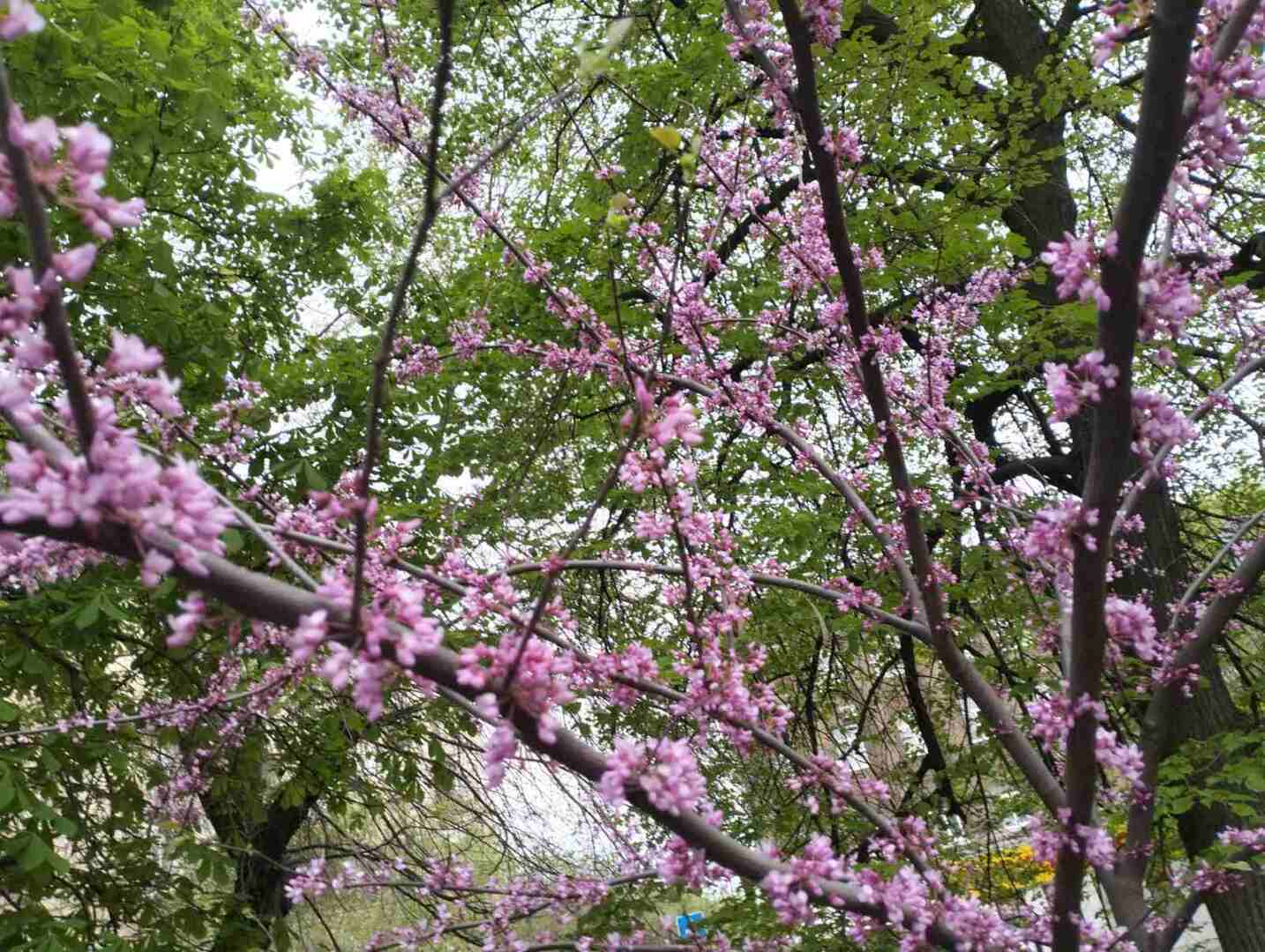 Не только сирень, но и церцис