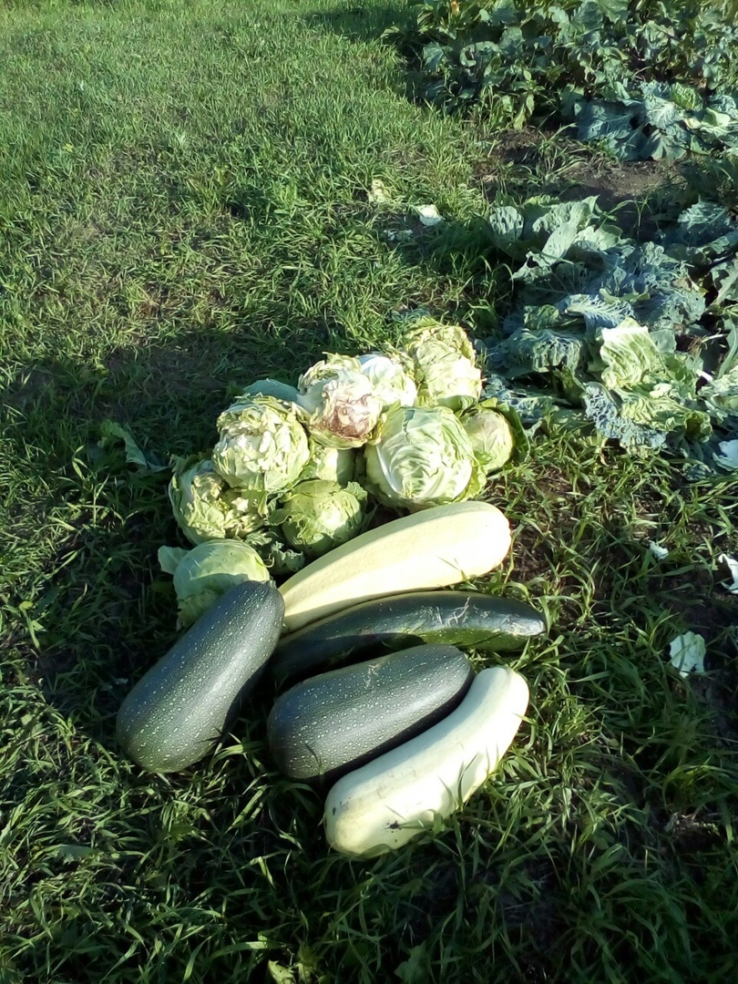 Что можно вырастить на своем земельном участке: красота и польза. Мой личный опыт.