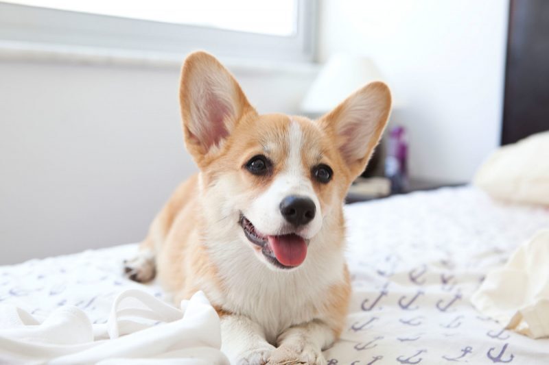 Удивительные способности собак: эмоциональное зеркало человека