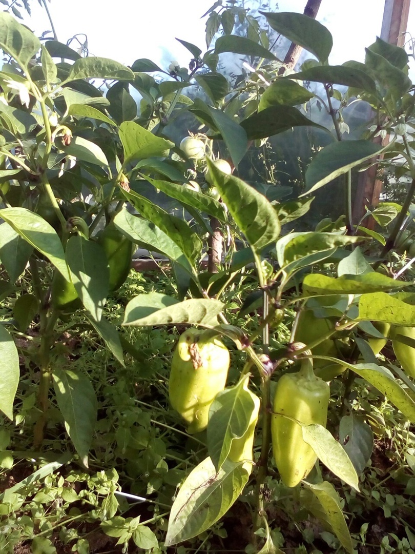 Что можно вырастить на своем земельном участке: красота и польза. Мой личный опыт.