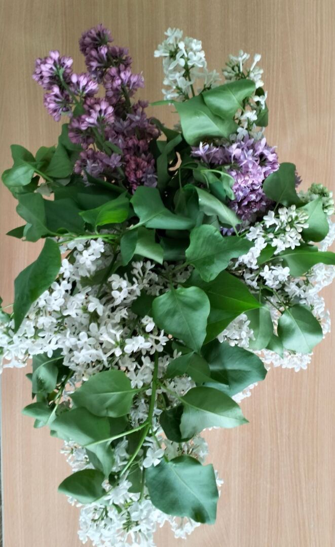 Не только сирень, но и церцис