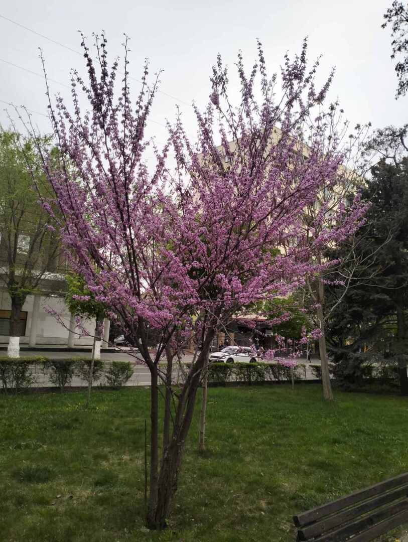 Не только сирень, но и церцис