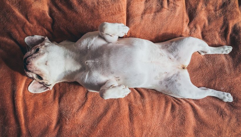 Вот что это значит, когда ваш питомец спит на спине.