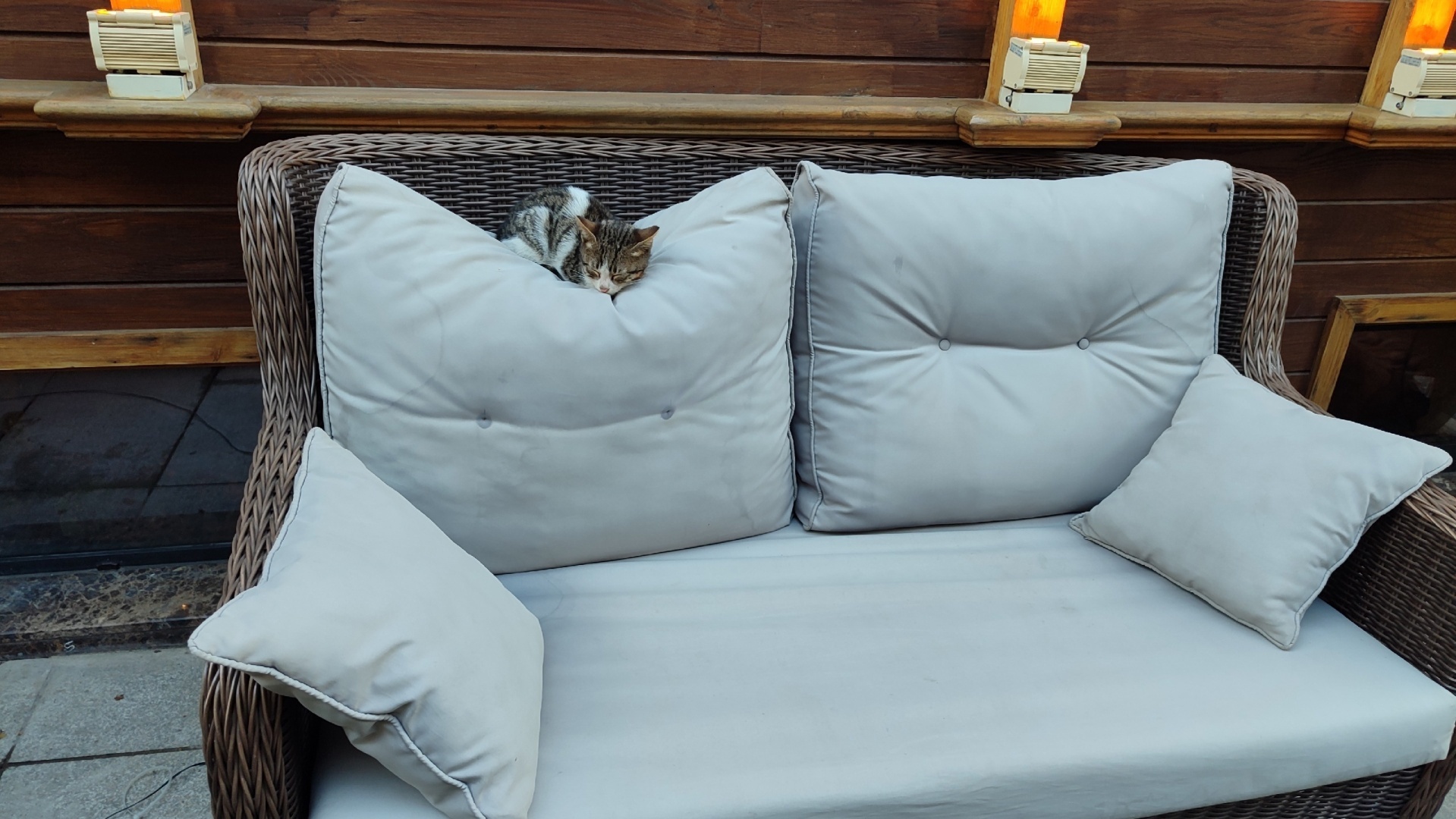 Турция - настоящий рай для собак и кошек!