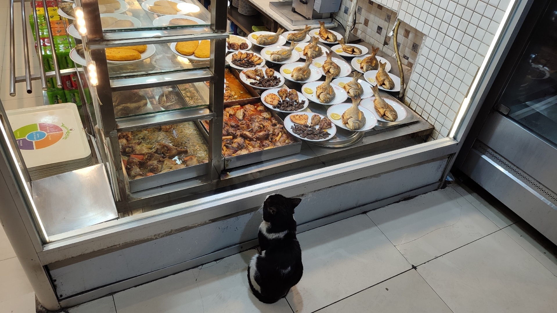 Турция - настоящий рай для собак и кошек!