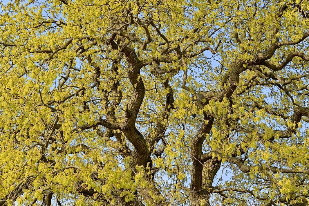 Рыльце в пыльцу: когда в Москве ожидается пик цветения