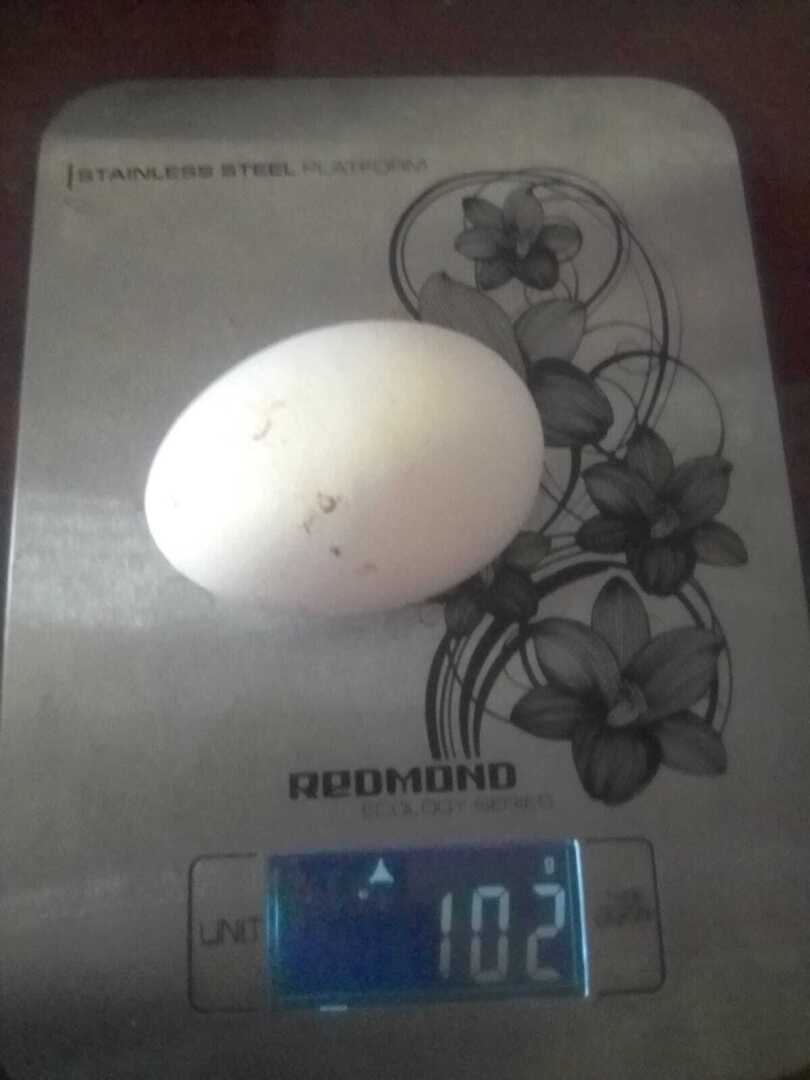 ЛПХ – куры-несушки! Часть четвертая