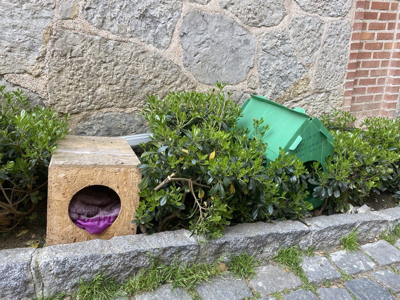 Турция - настоящий рай для собак и кошек!