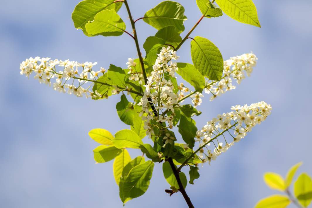 Рыльце в пыльцу: когда в Москве ожидается пик цветения