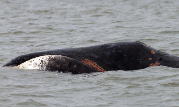 "Живые Загадки: Открываем неизведанные чудеса живой природы!"