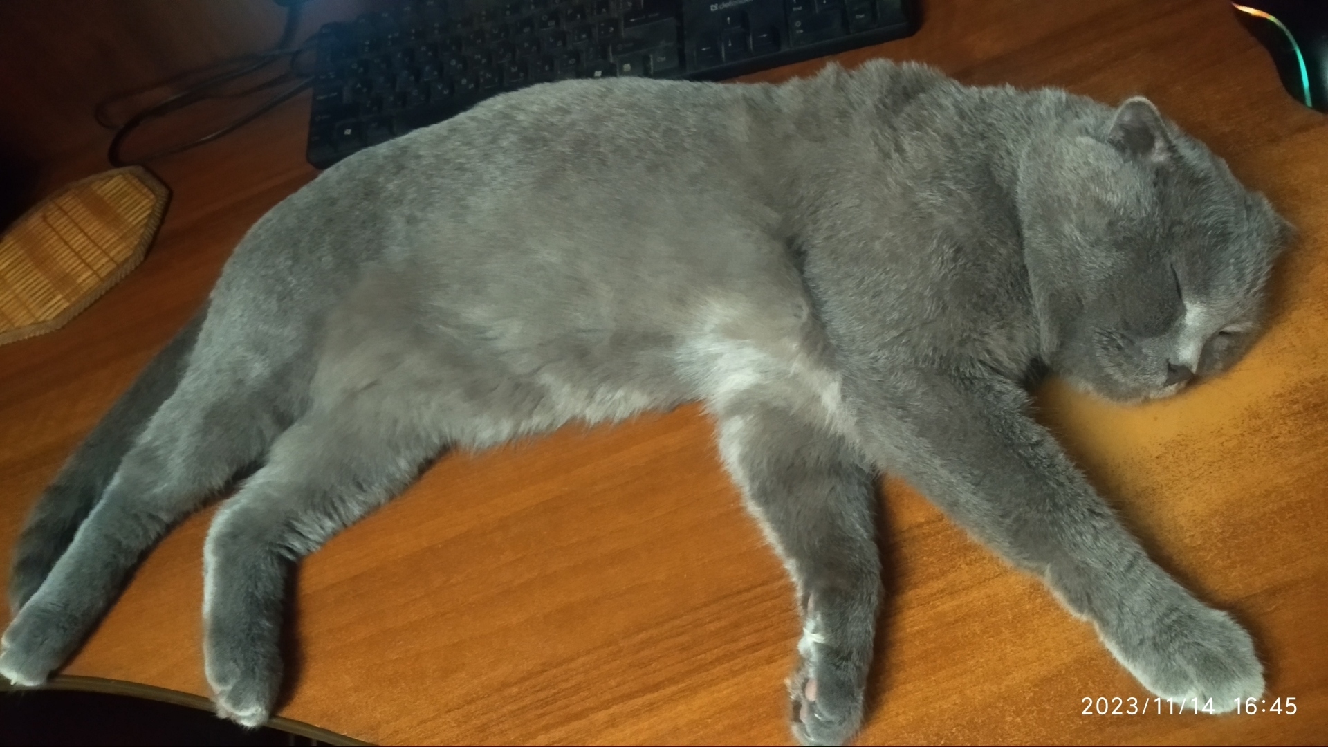 Как мое утро с безумной фигни началось сегодня... 😱 Покушение на кота, гость в холодильнике и кошачий сюрприз!