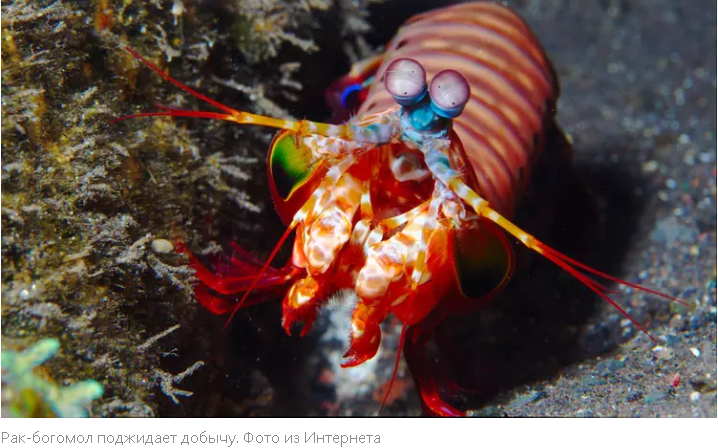 "Невероятные твари с суперспособностями: познакомьтесь с самыми необычными животными мира"