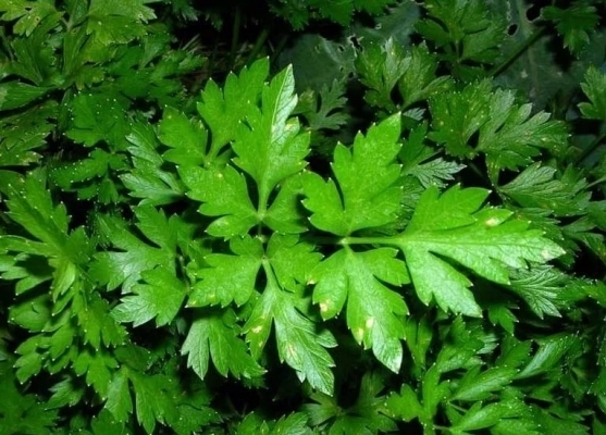 Эта специя борется с раковыми клетками и даже улучшает кровообращение.