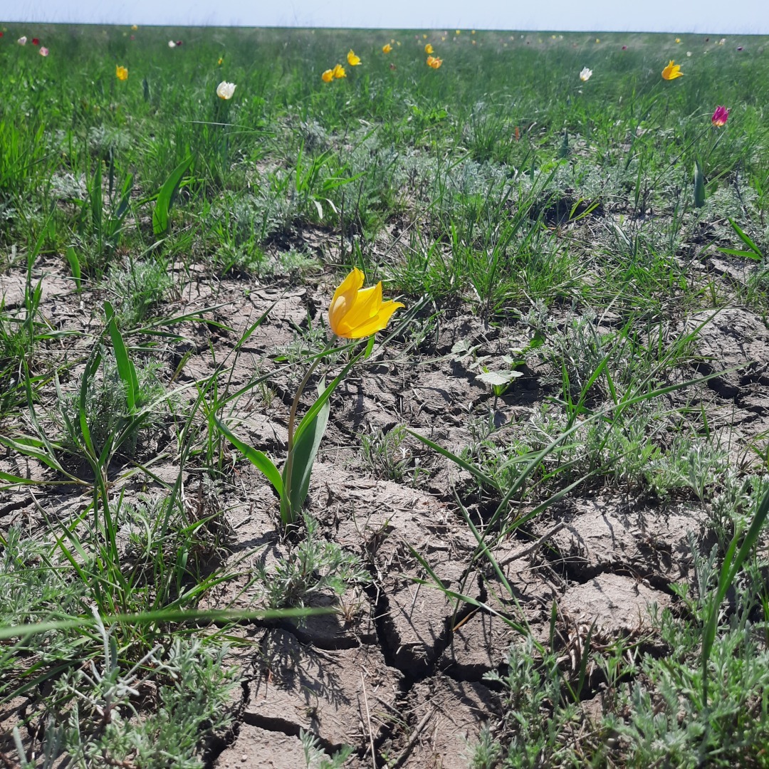 На встречу - к прекрасному. В гостях у тюльпанов. История одного апрельского дня.