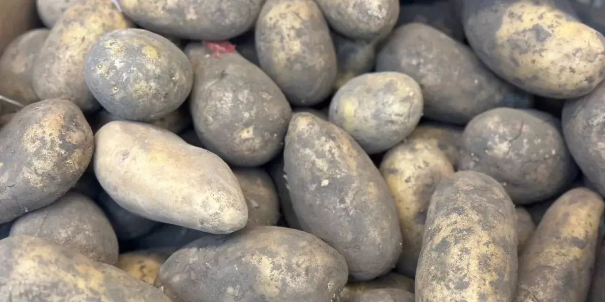 Россельхознадзор заявил о росте экспорта российского картофеля