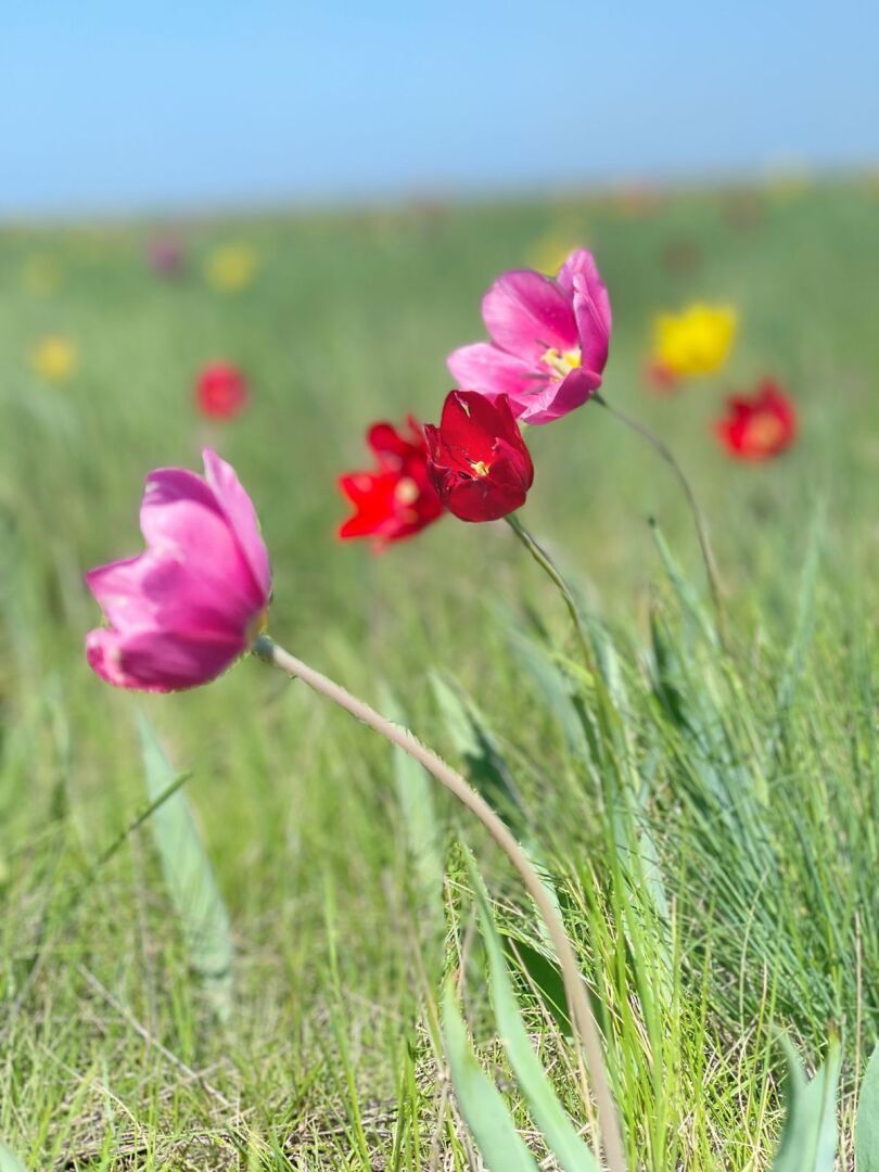 На встречу - к прекрасному. В гостях у тюльпанов. История одного апрельского дня.