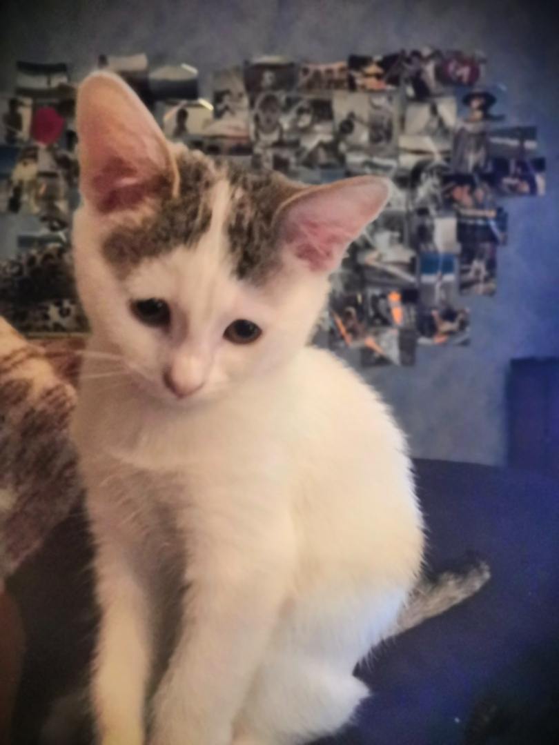 Суровые тульские законы, или как моя кошка напомнила мне, что алкоголь в Туле с 14 ч. продают