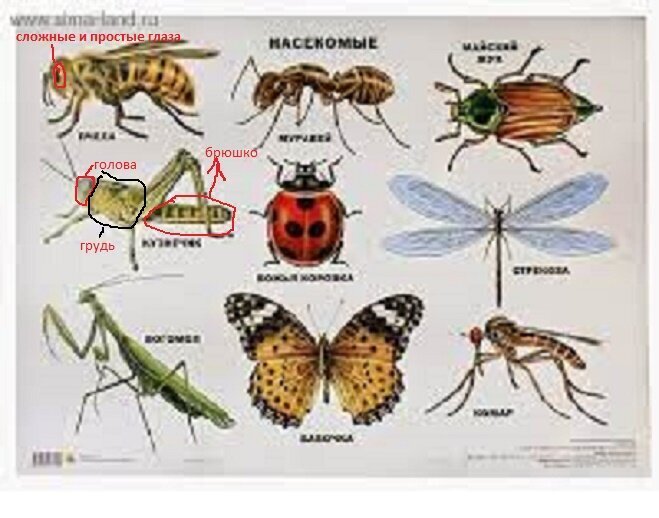 Два по ОГЭ. Почему? Продолжение.