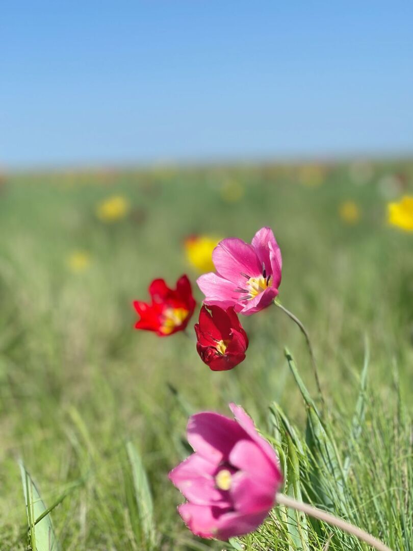 На встречу - к прекрасному. В гостях у тюльпанов. История одного апрельского дня.