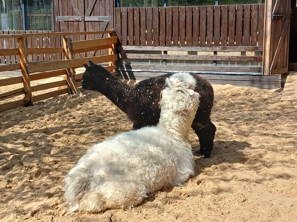 Бесплатный шашлык и чай с вкусняшками