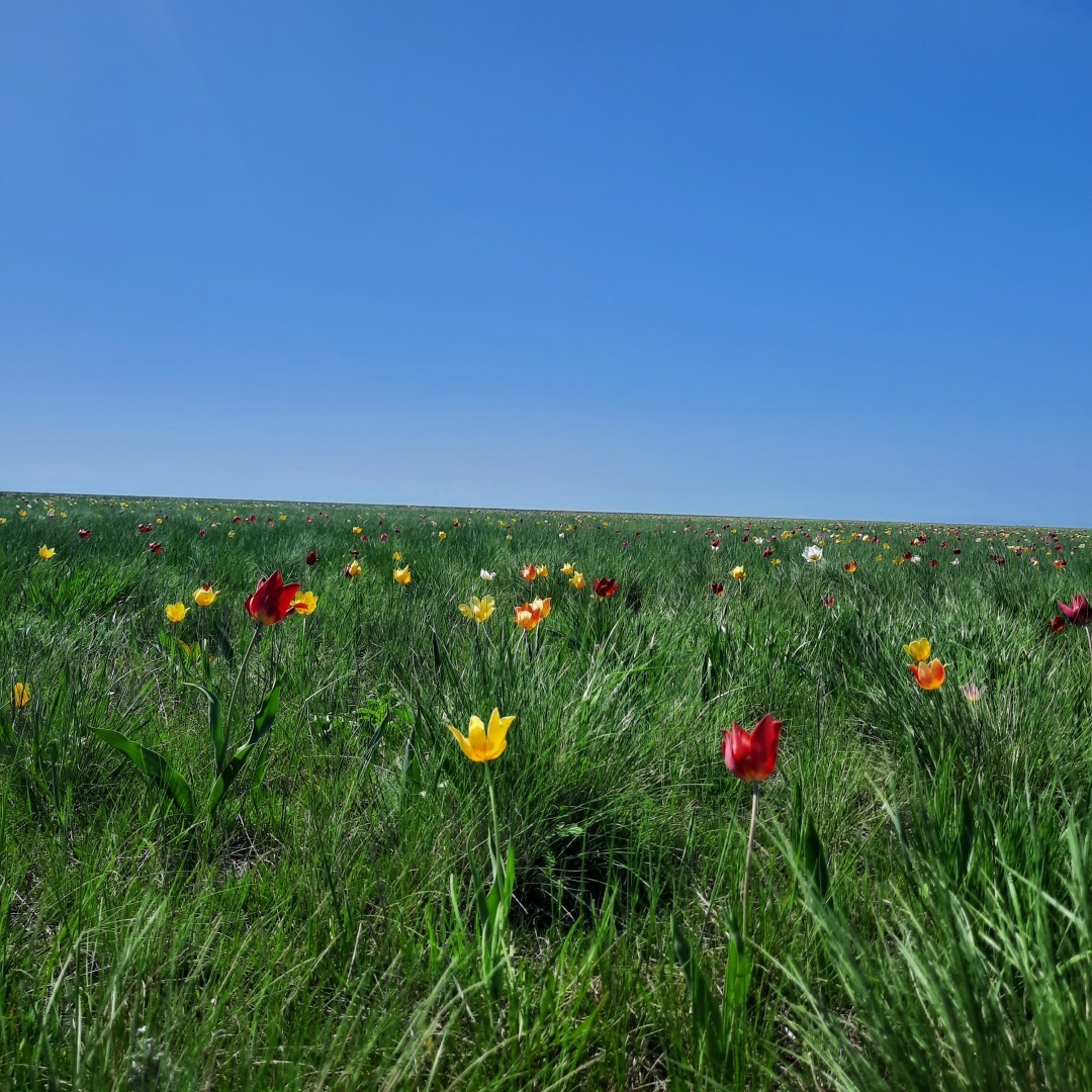 На встречу - к прекрасному. В гостях у тюльпанов. История одного апрельского дня.