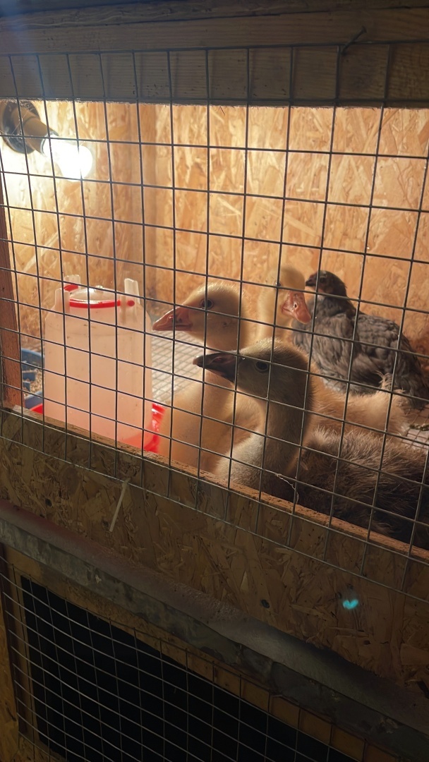 История о том, как я гуся к ветеринару возила…