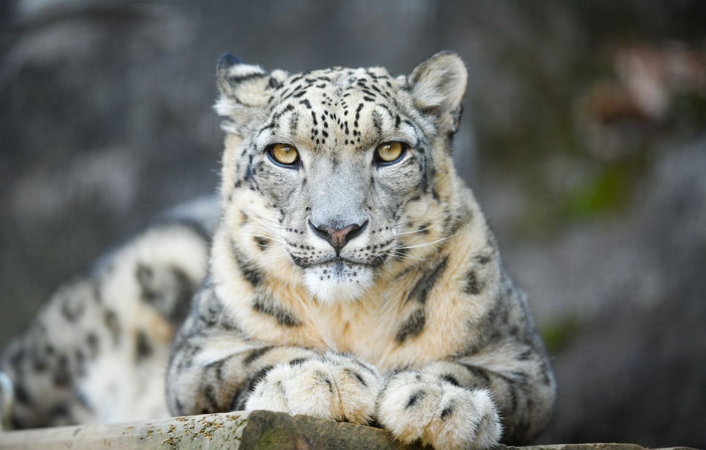 Panthera blytheae: ныне вымершая пантера.