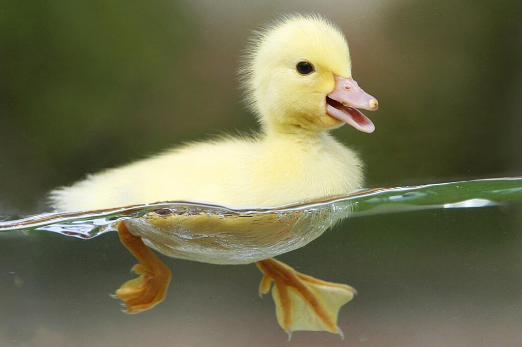 Синдром утенка: что это такое и почему так распространен