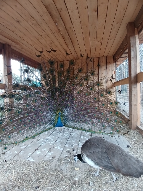 Забыться на природе