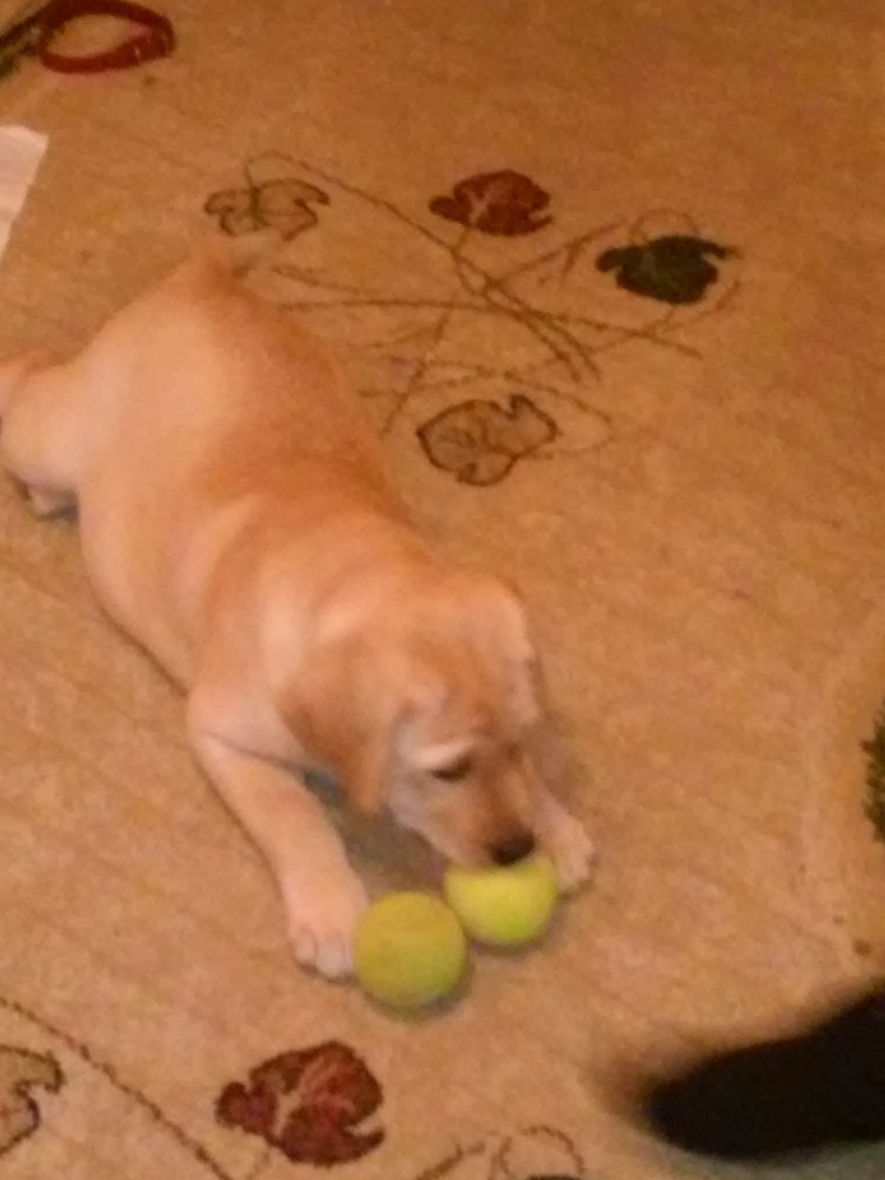 Сегодня всемирный день собак