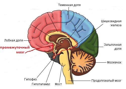 Белая горячка, что это такое и почему люди страдают белой горячкой?