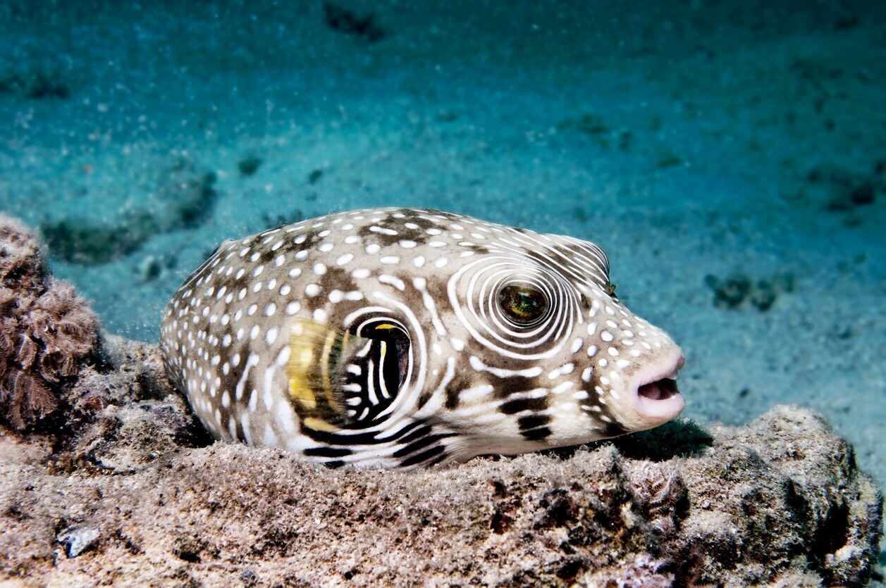 Животные тоже флиртуют !!! Надо у них поучиться !