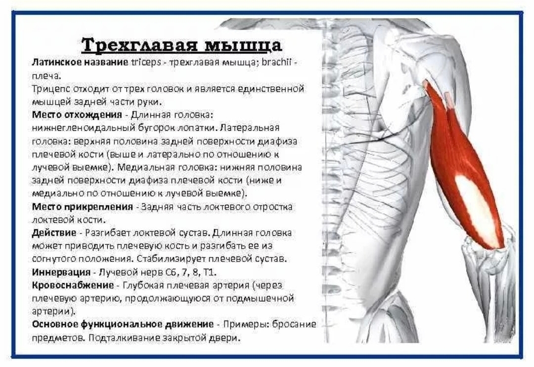 Функция латеральной мышцы. Место крепления трехглавой мышцы плеча. Длинная головка трехглавой мышца функции. Трехглавая мышца плеча функции. Triceps brachii мышца.