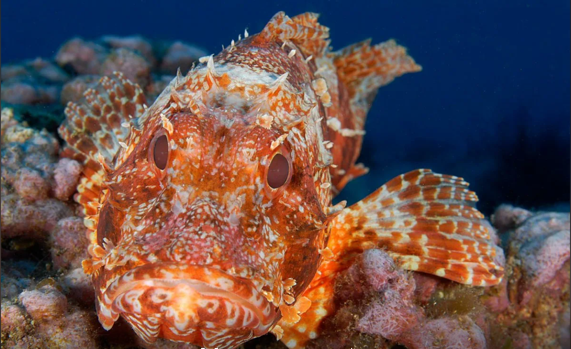 "Смертельное Великолепие: Топ-9 Самых Опасных Ядовитых Существ Мирового Океана"