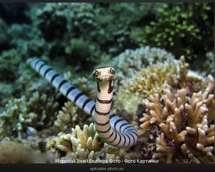 "Смертельное Великолепие: Топ-9 Самых Опасных Ядовитых Существ Мирового Океана"