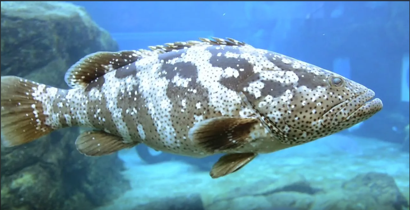 "Смертельное Великолепие: Топ-9 Самых Опасных Ядовитых Существ Мирового Океана"