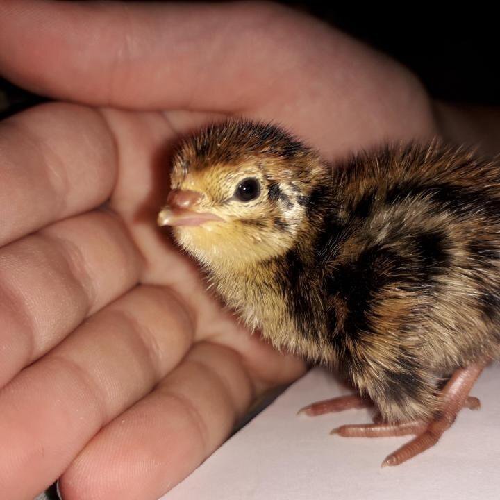 Моё ЛПХ! Часть третья - перепелиная ферма!