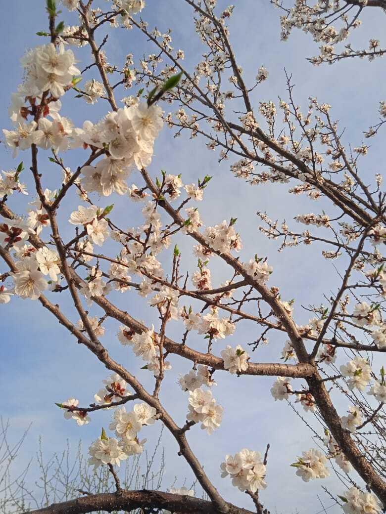 "Все деревья как невесты, только женихов нет": моя цветущая апрельская дача, цветет алыча, черешня, абрикосы, войлочная вишня и Персик, фото 2024